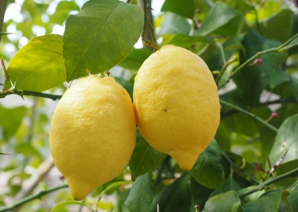 Лимоны Сорта Фото